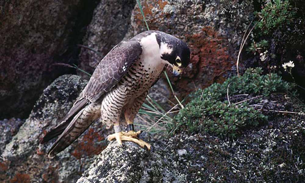 Реферат: Peregrine Falcons On The Road To Recovery